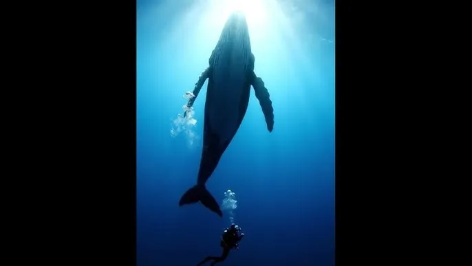 粉色在线电影 - 深蓝星球：探索海洋深处的未知世界